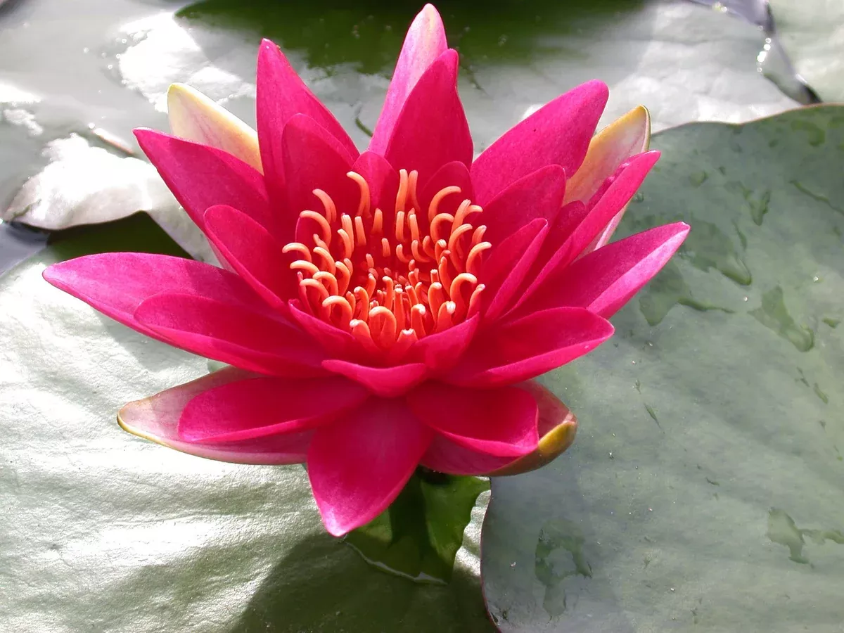 Escarboucle (aka) 'Aflame" - Red Hardy Lily
