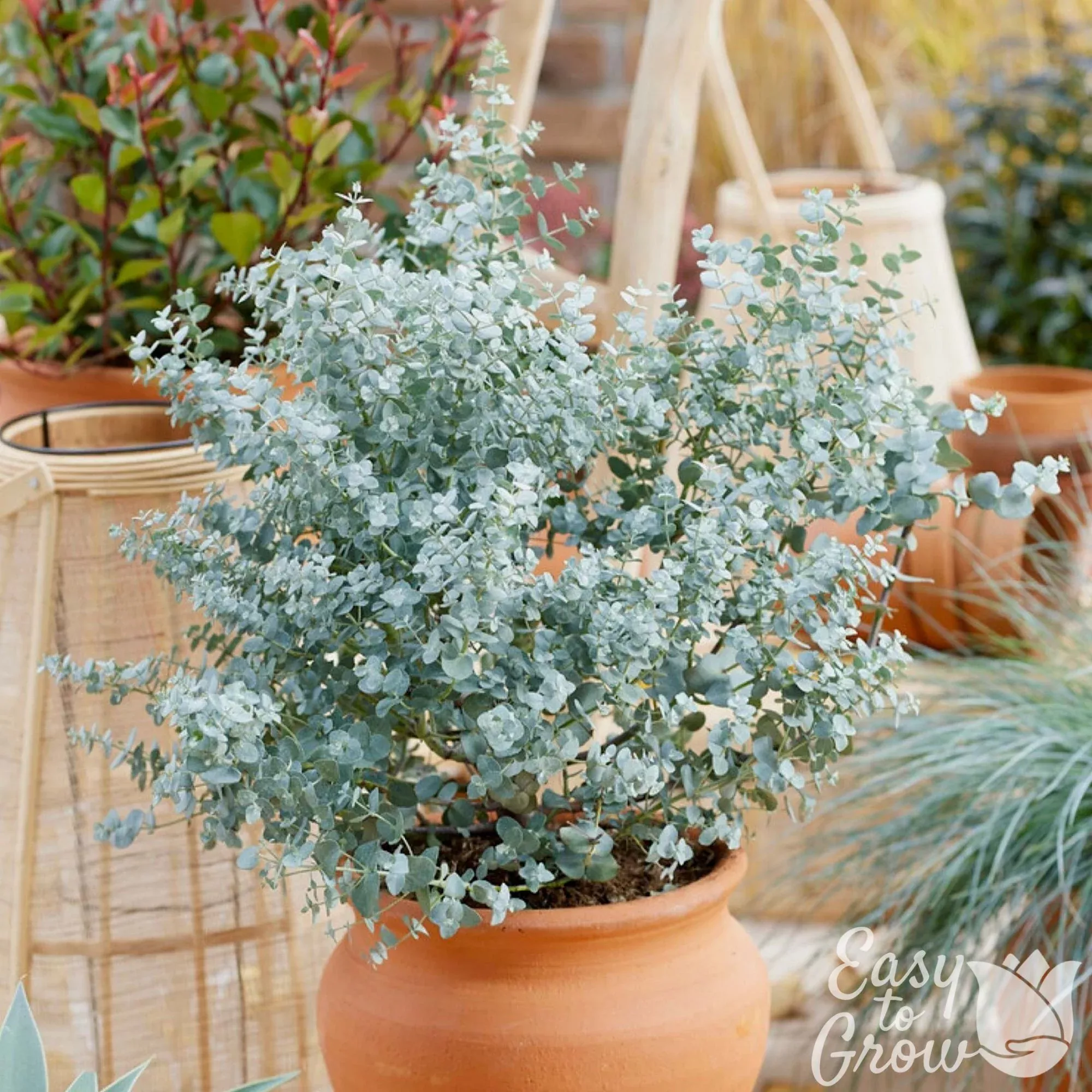 Eucalyptus Silver Dollar Potted Plants 2 Pack