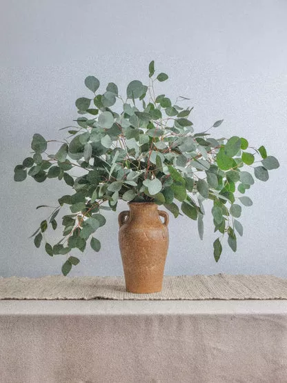 Eucalyptus, Silver Dollar