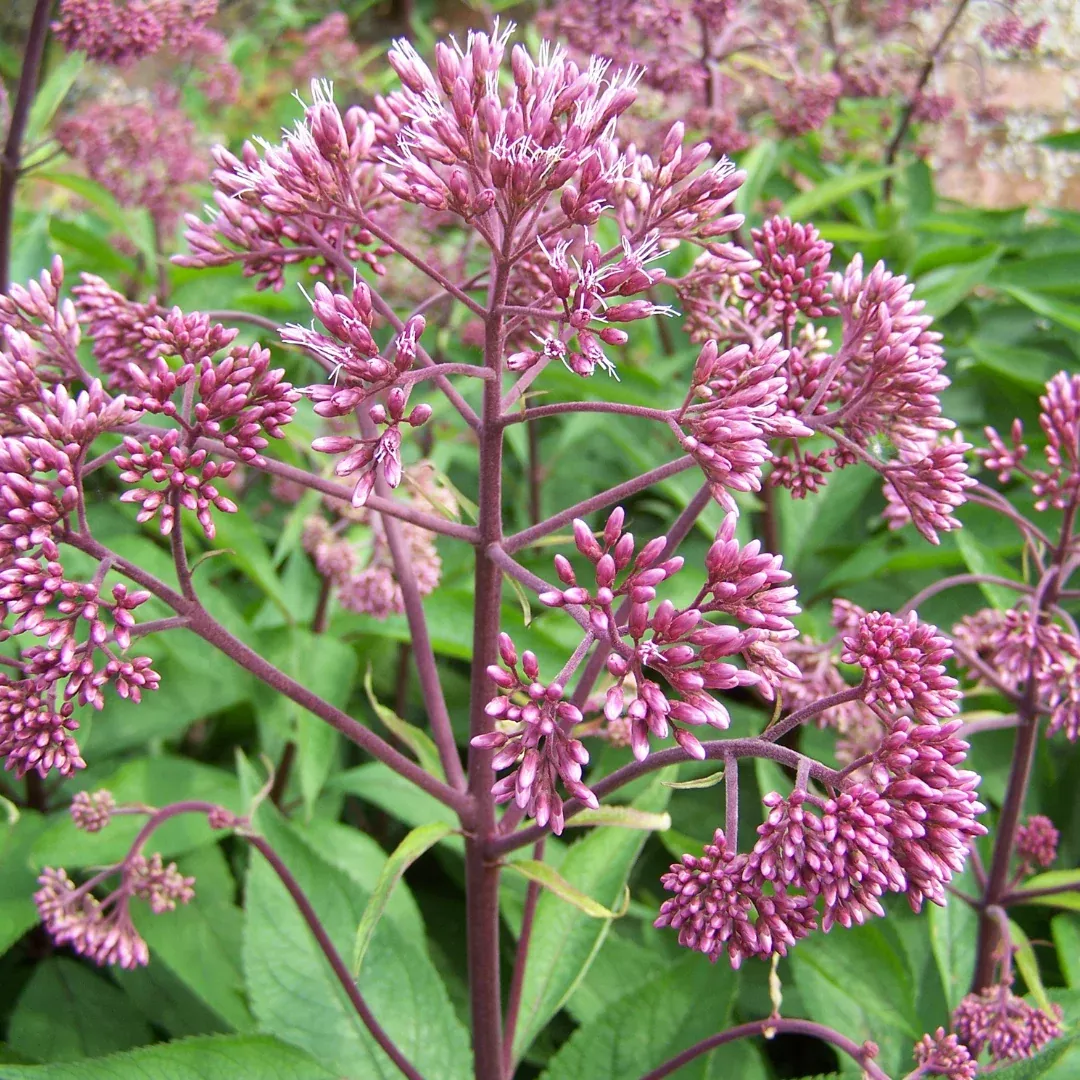 Eupatorium 'Atropurpurea'