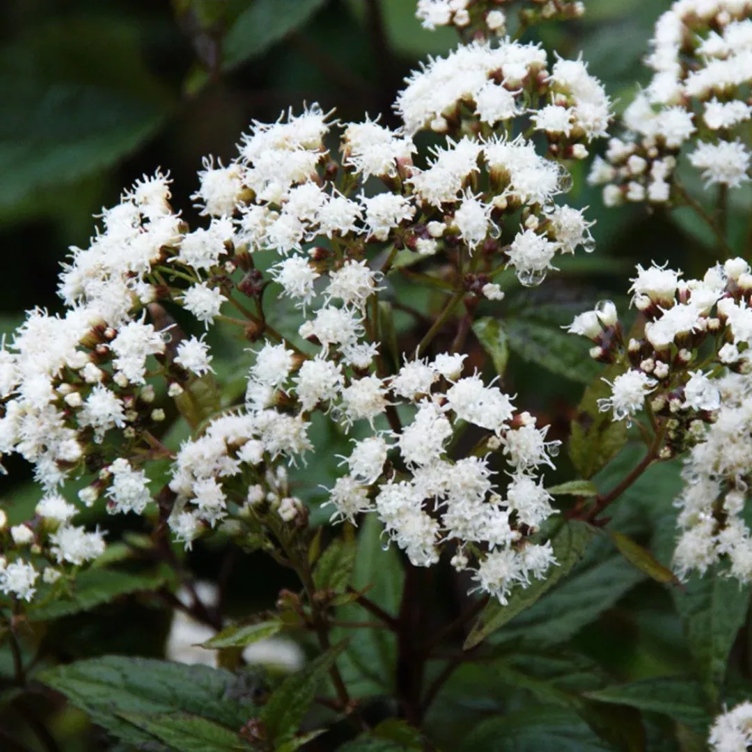 Eupatorium 'Chocolate'