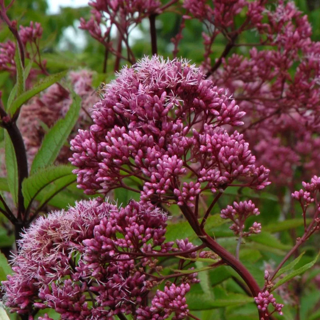 Eupatorium 'Gateway'