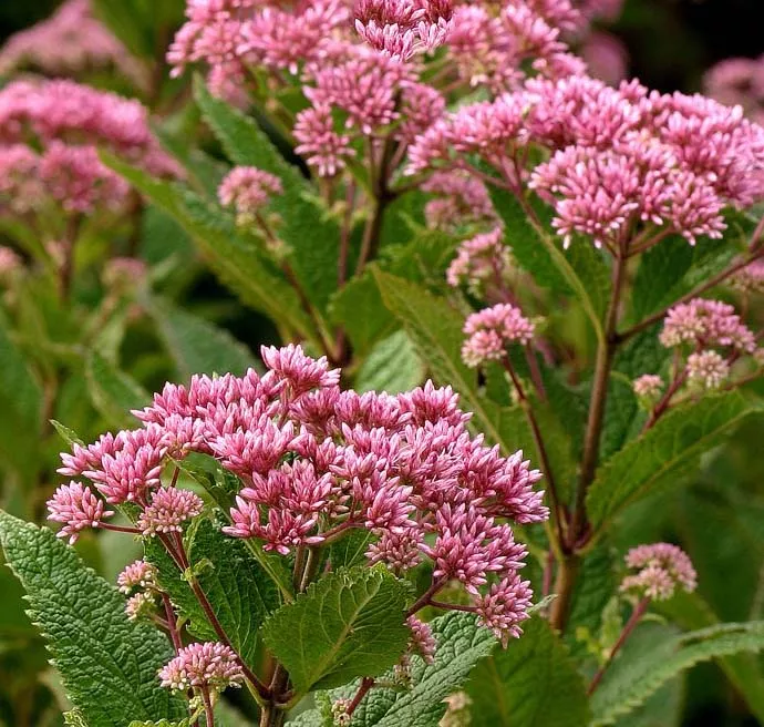 Eupatorium Little Joe #1