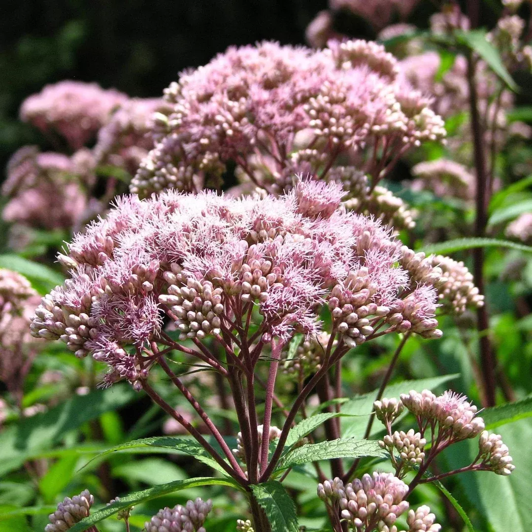 Eupatorium maculatum