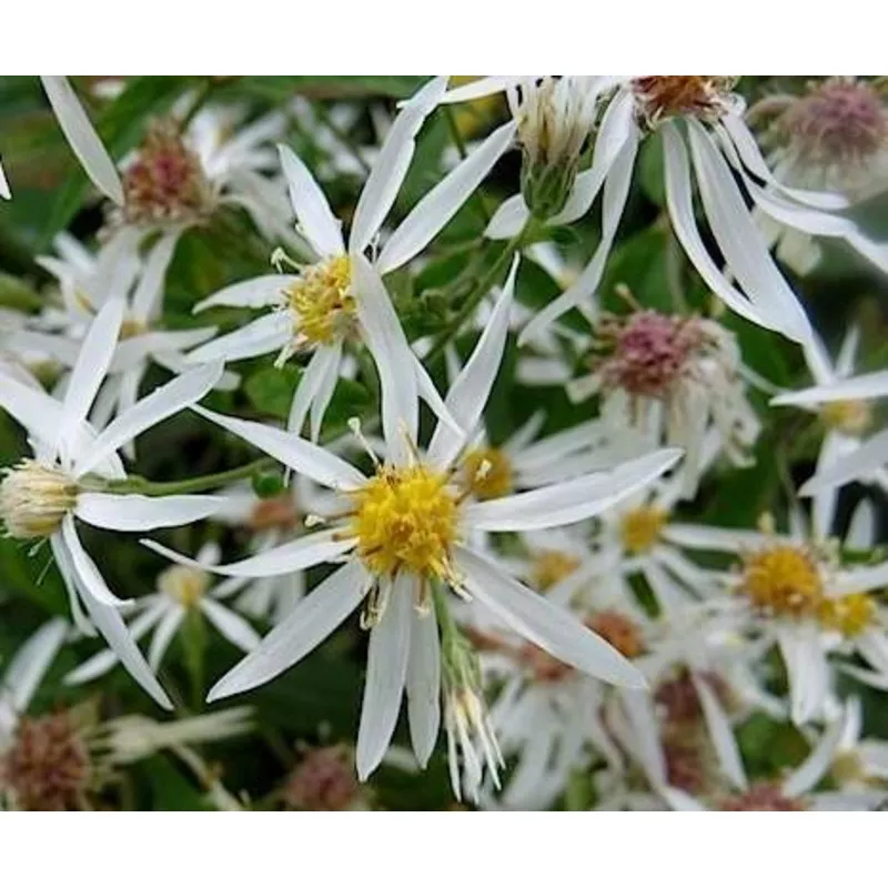 Eurybia divaricata ‘Eastern Star’