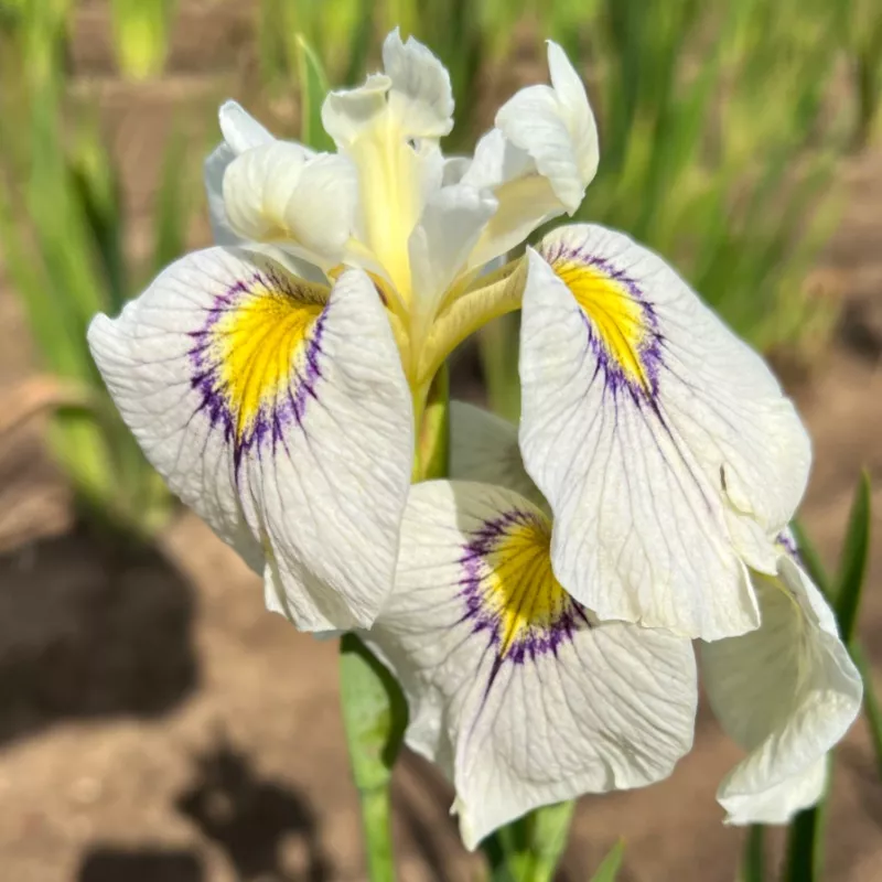 ‘Eye Liner’ Pseudata Iris