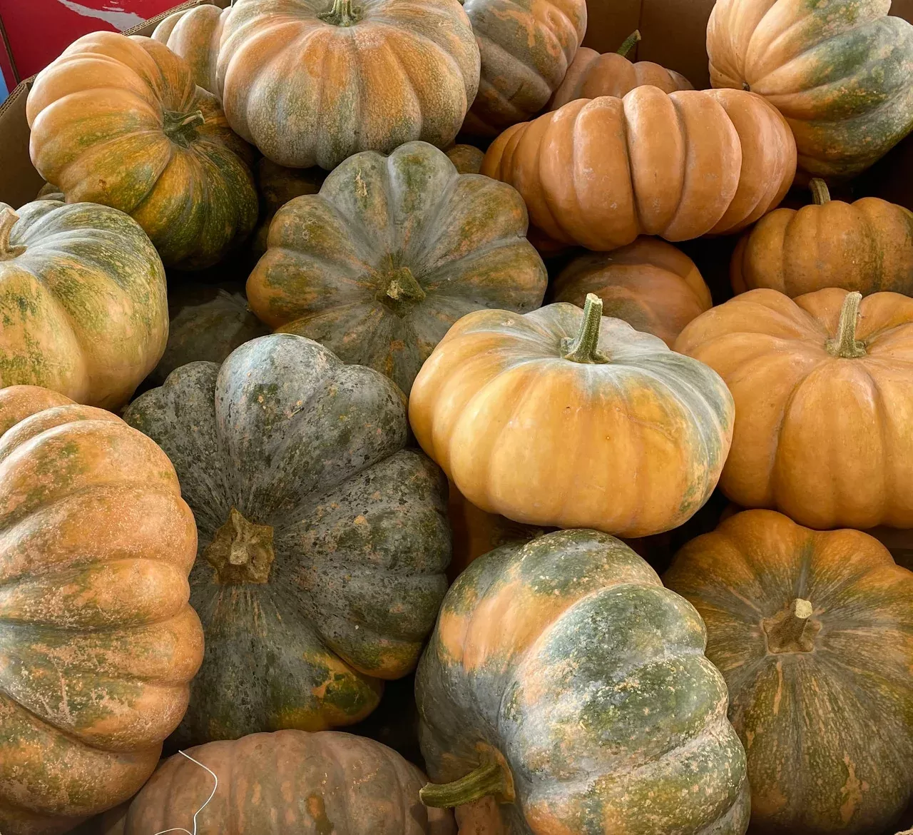 FAIRYTALE PUMPKIN ~ HEIRLOOM