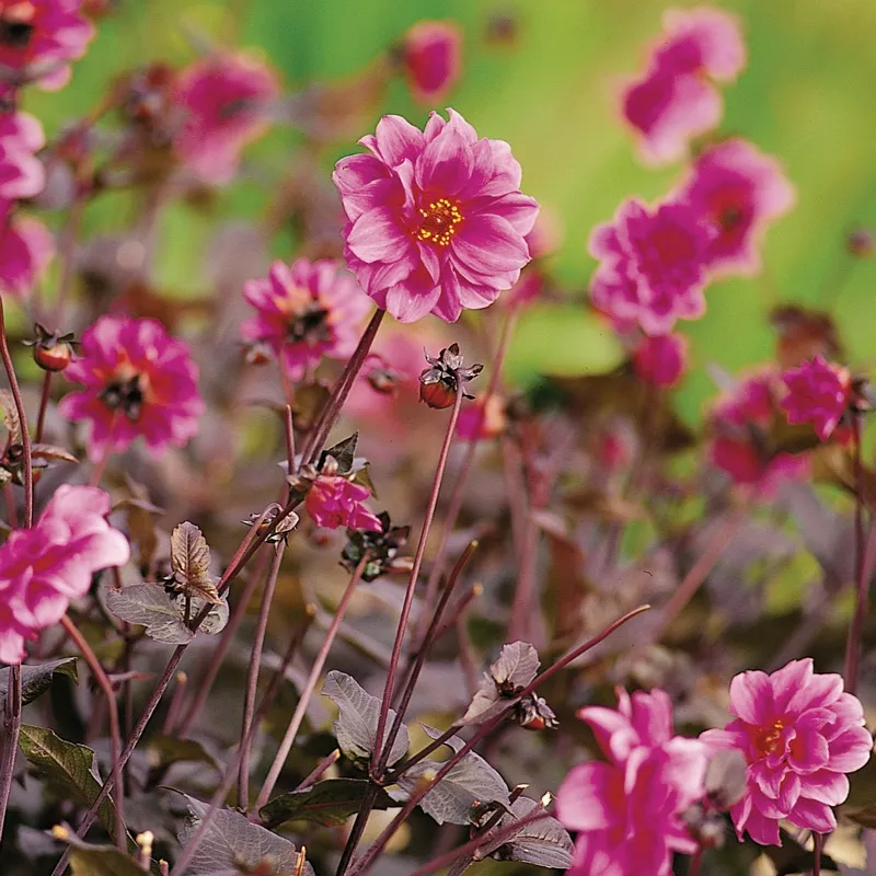 ‘Fascination’ Dahlia