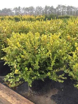 Faulkner Boxwood