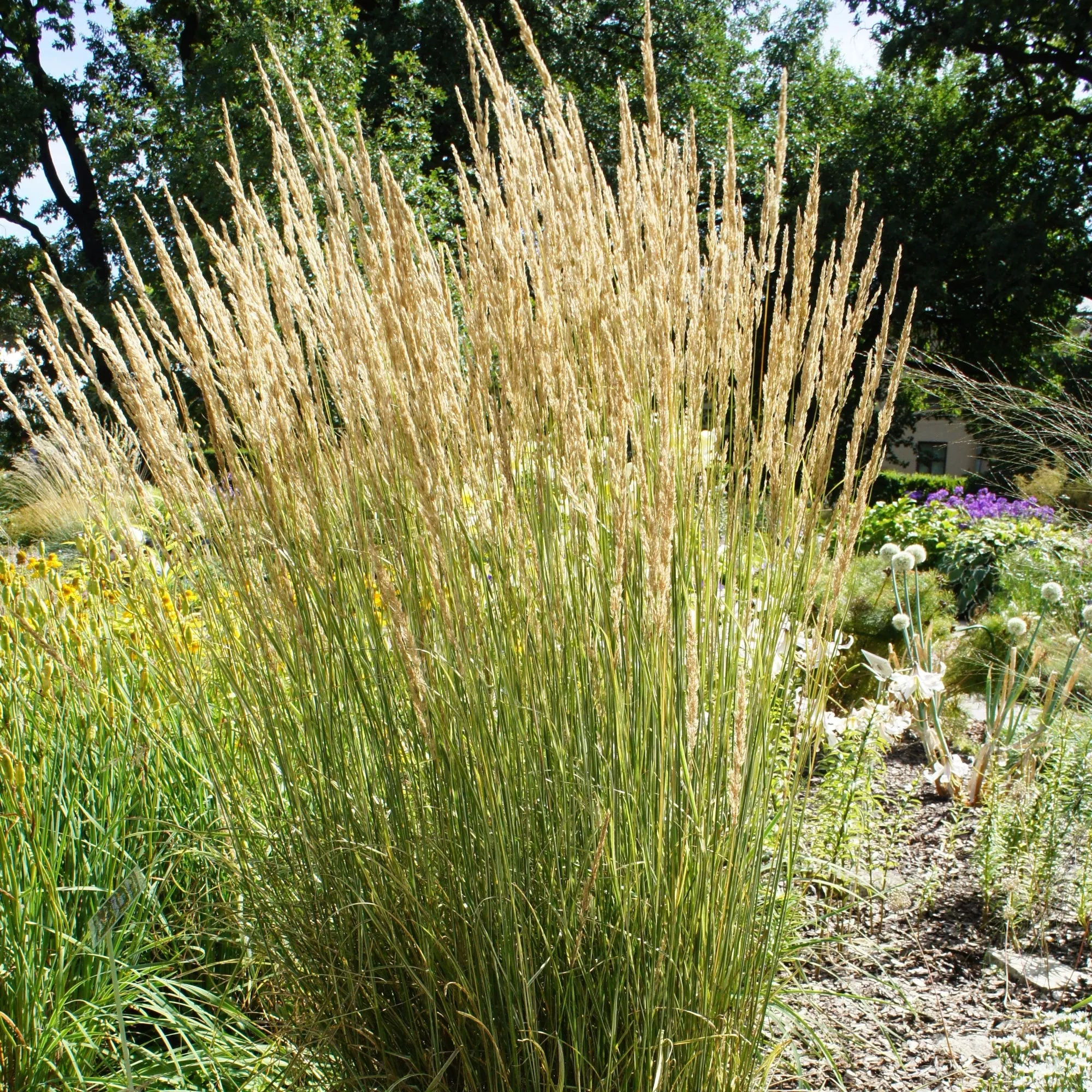 Feather Reed Grass Overdam 2 Pack