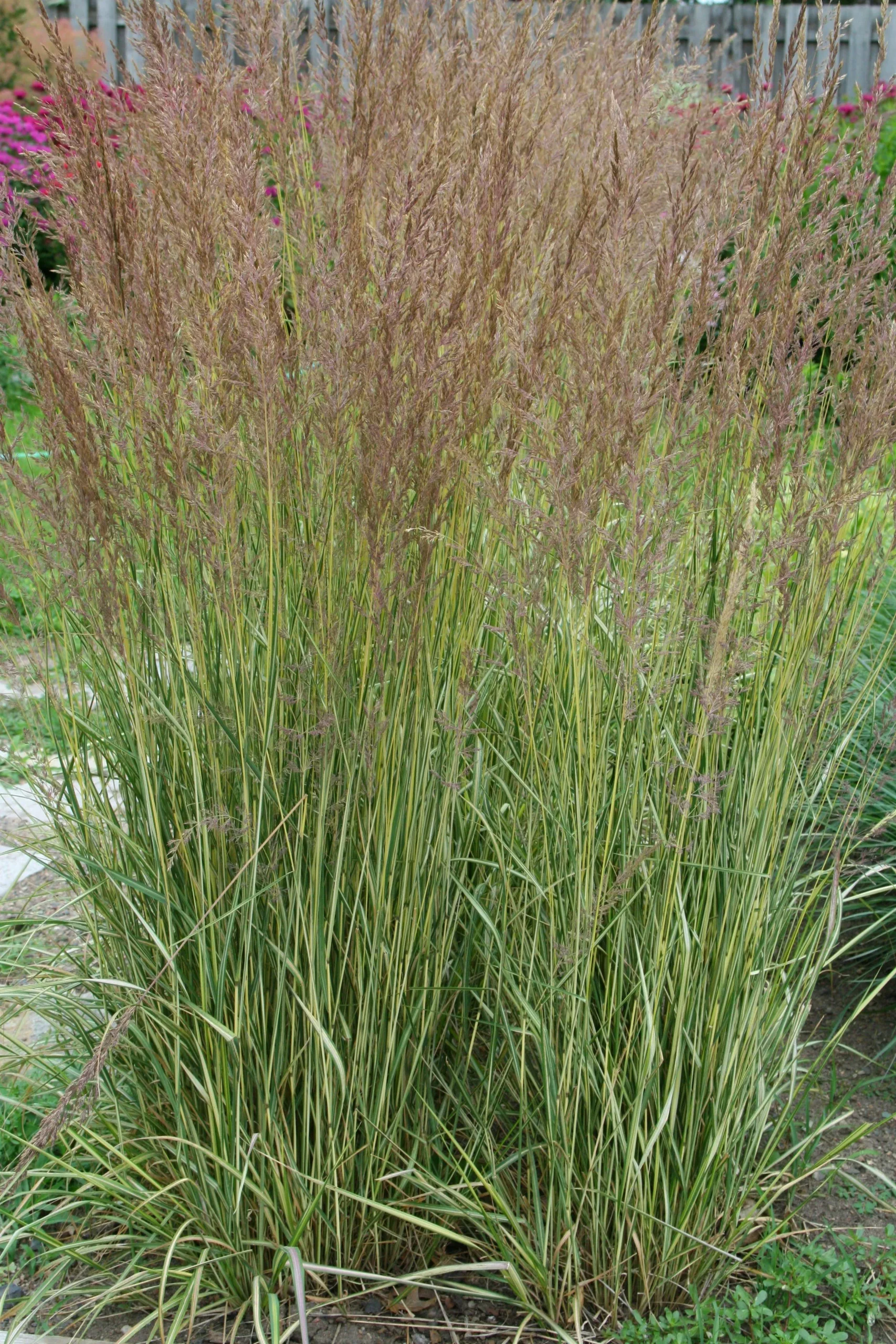 Feather Reed Grass