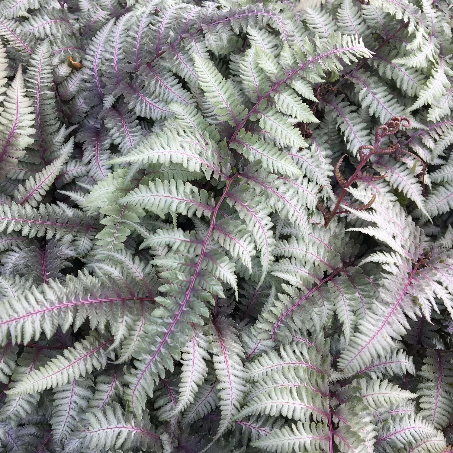 Fern - Burgundy Lace (Japanese Painted) 2 Pack