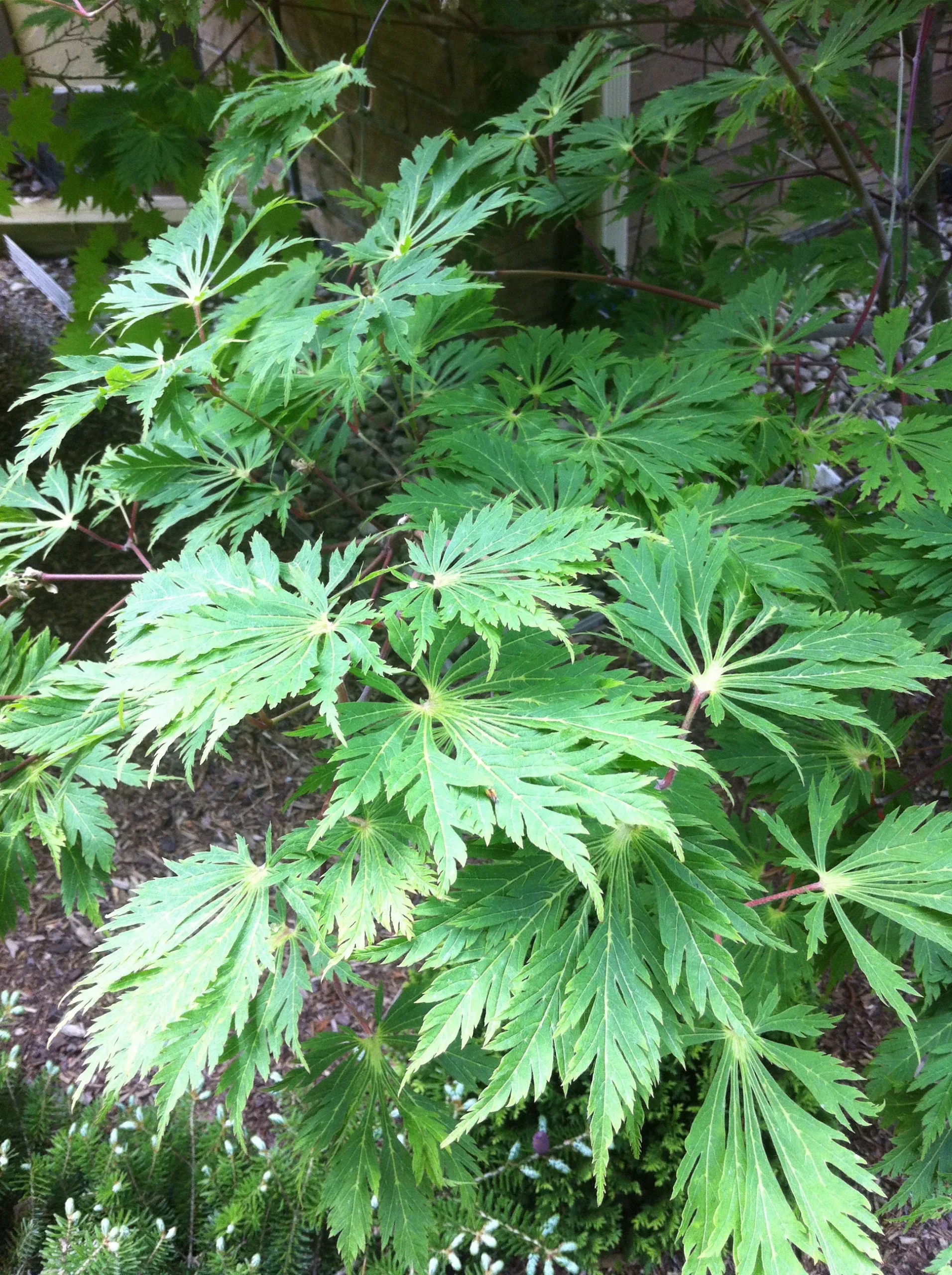 Fern Leaf Japanese Maple