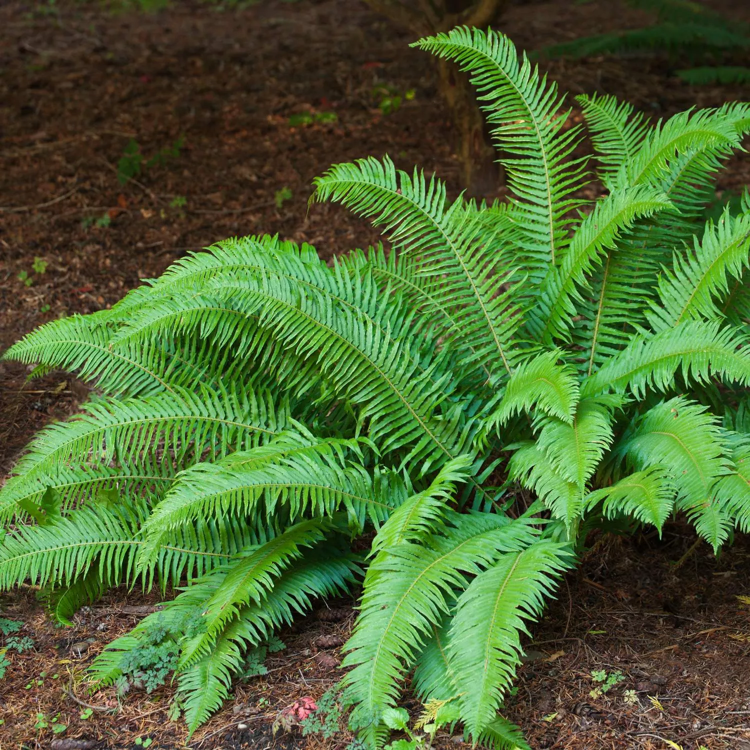 Fern - Western Sword 2 Pack