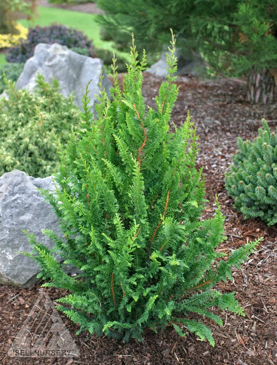 Fernleaf Hinoki Falsecypress