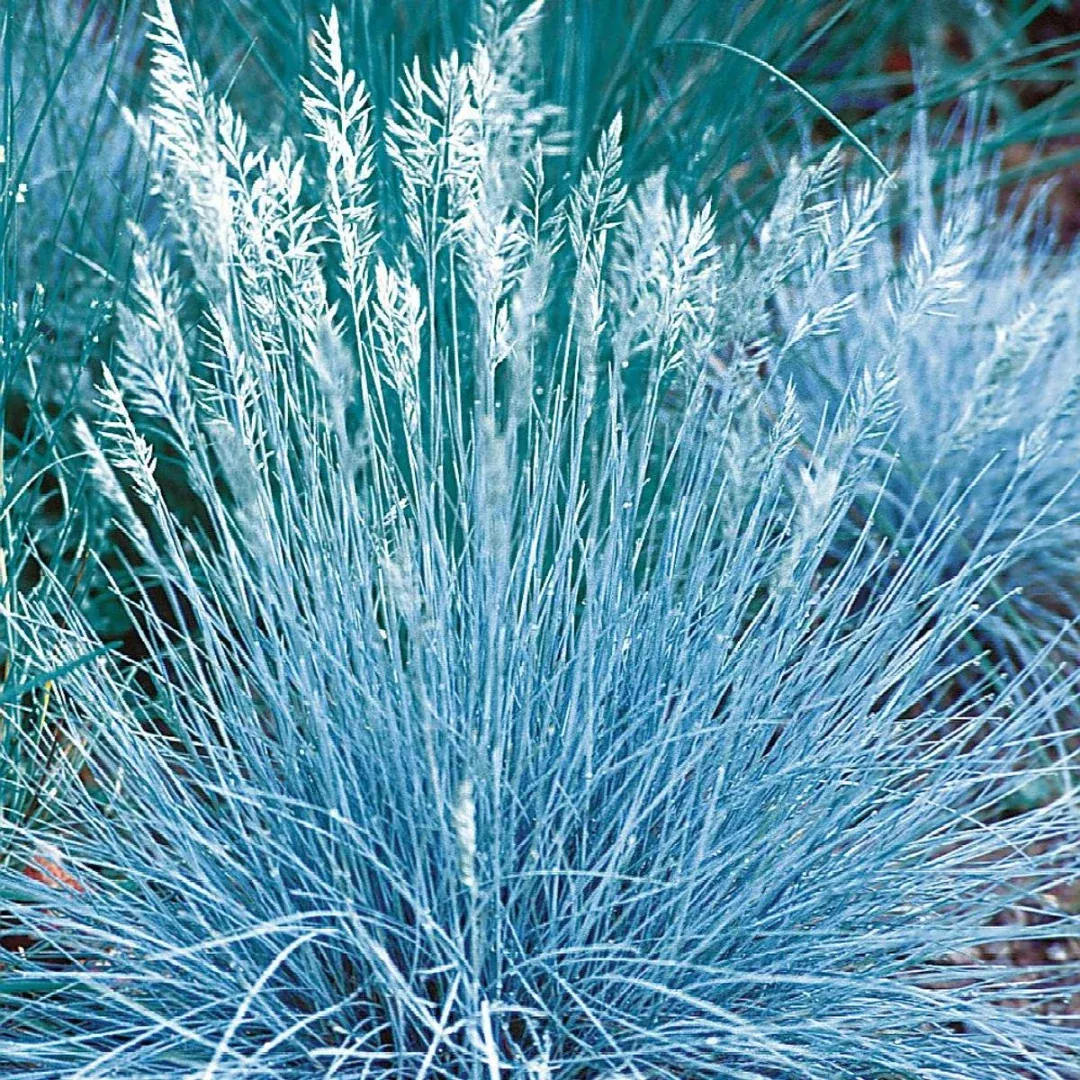 Festuca 'Blue Select'
