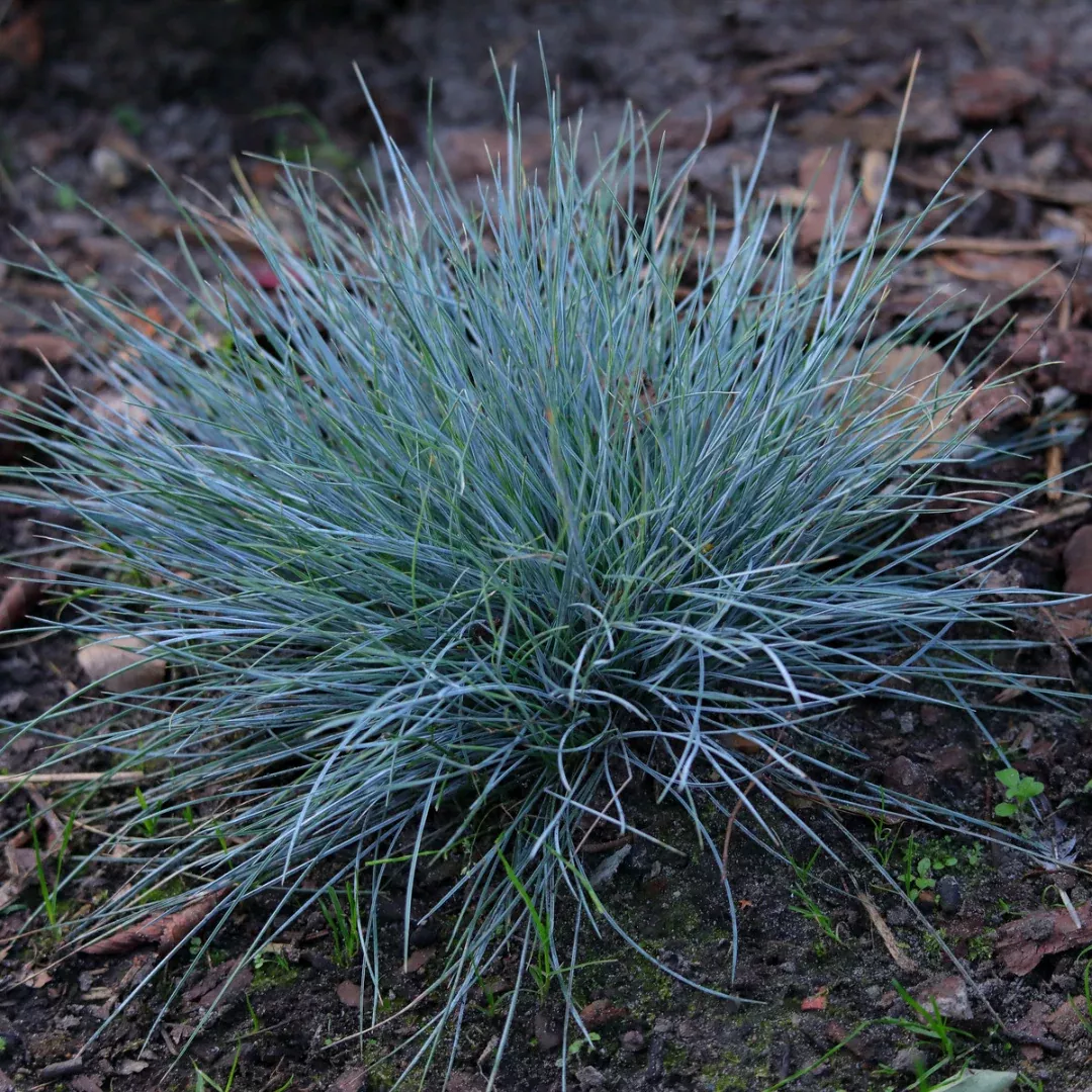 Festuca 'Buddy Blue'