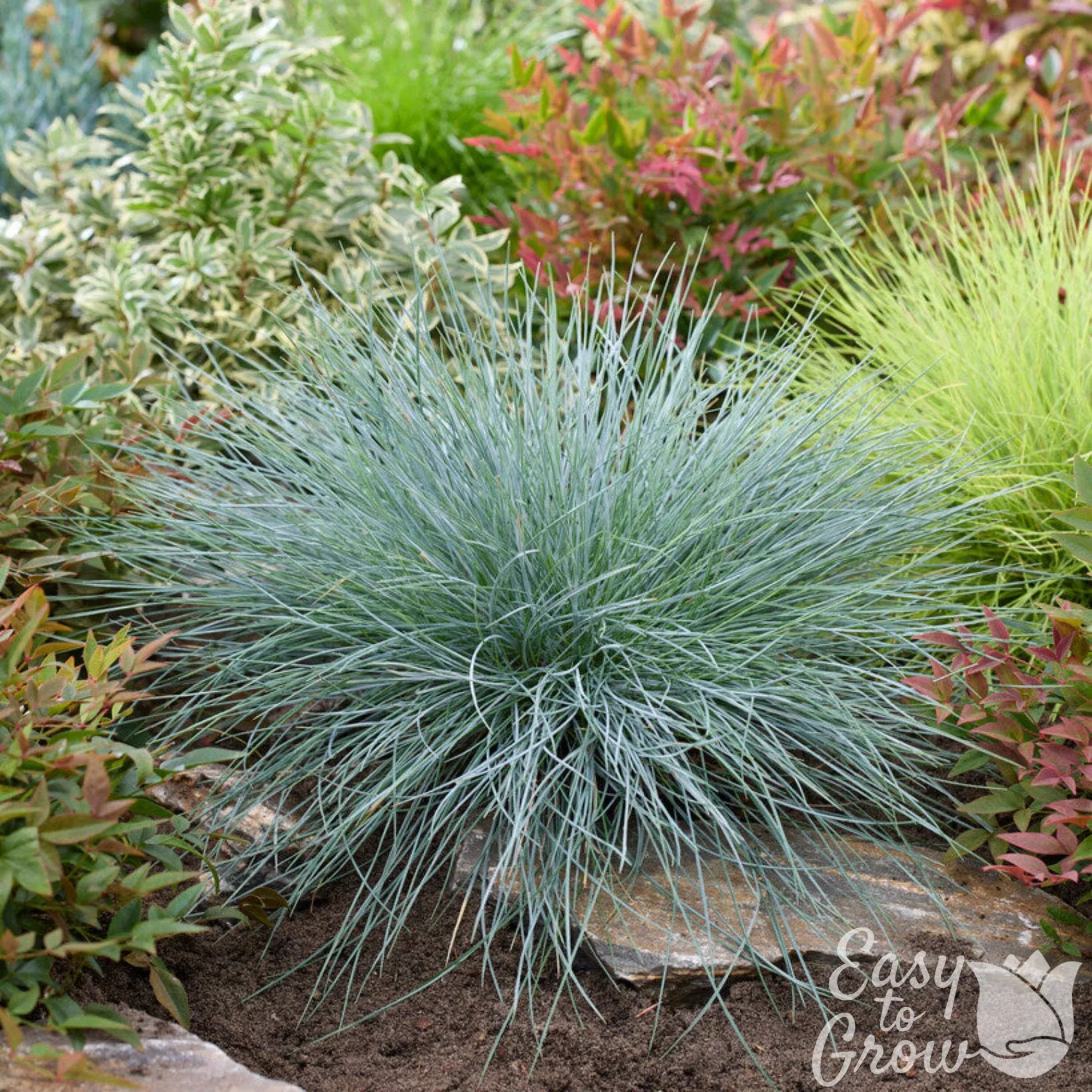 Festuca - Fescue Beyond Blue 2 Pack