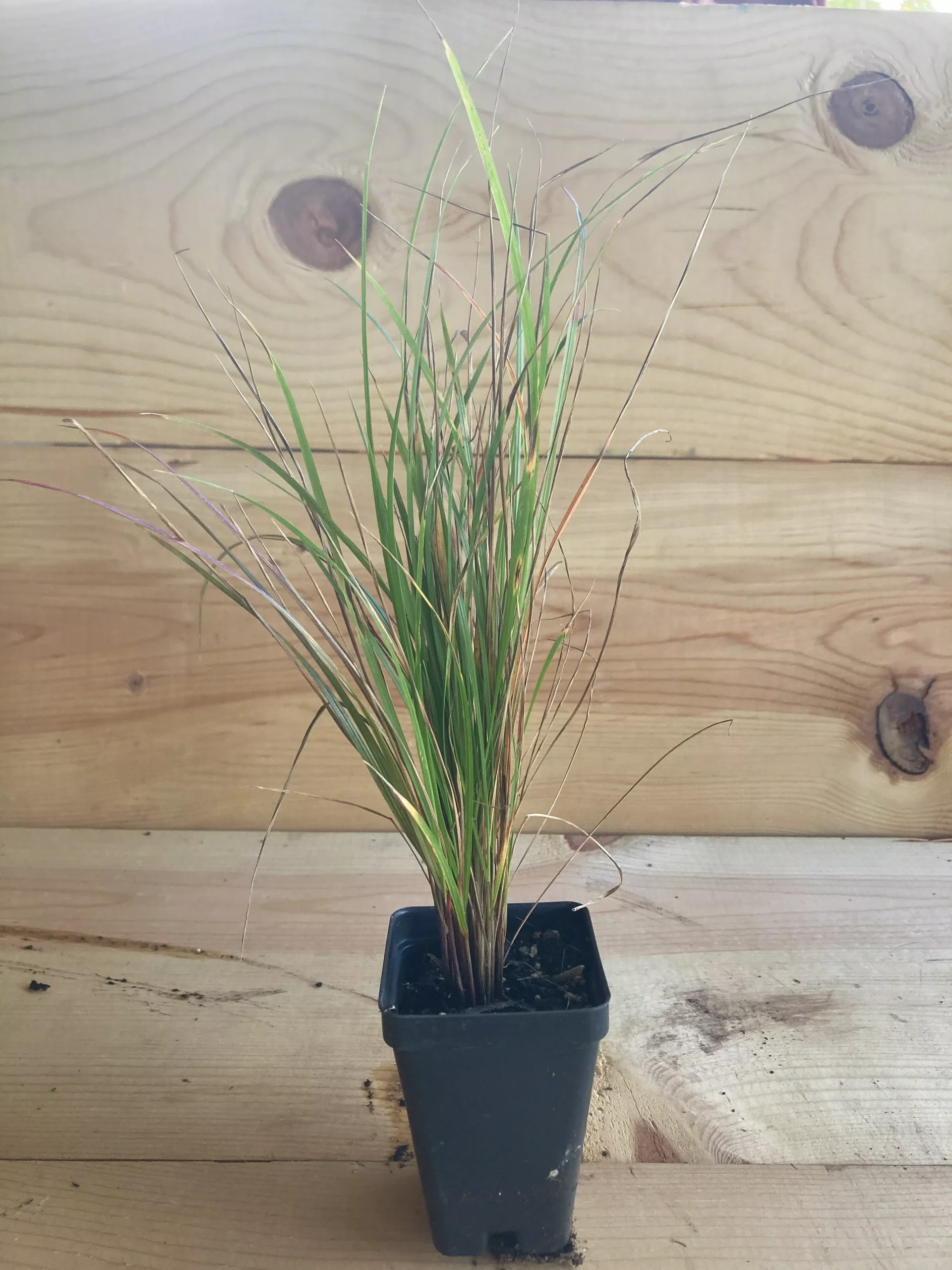 Festuca, Nodding Fescue