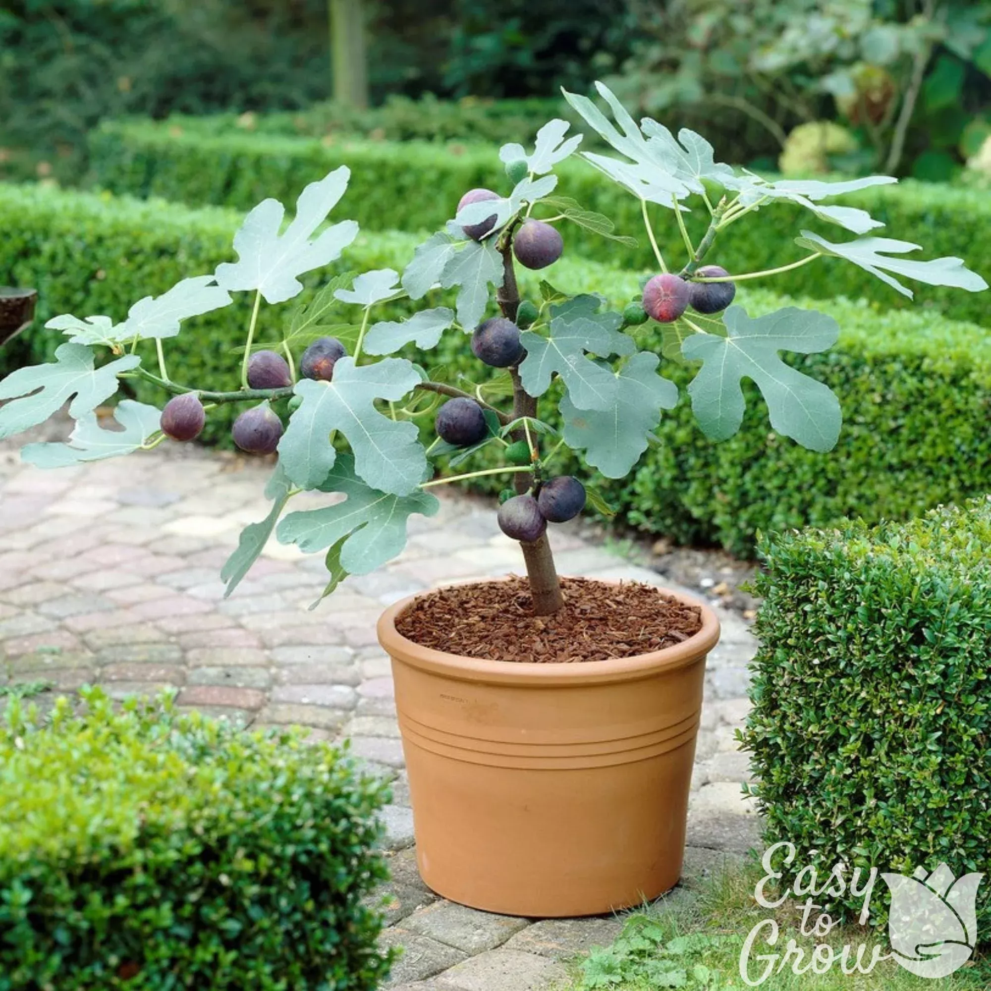 Fig - Chicago Hardy Starter Tree 2 Pack