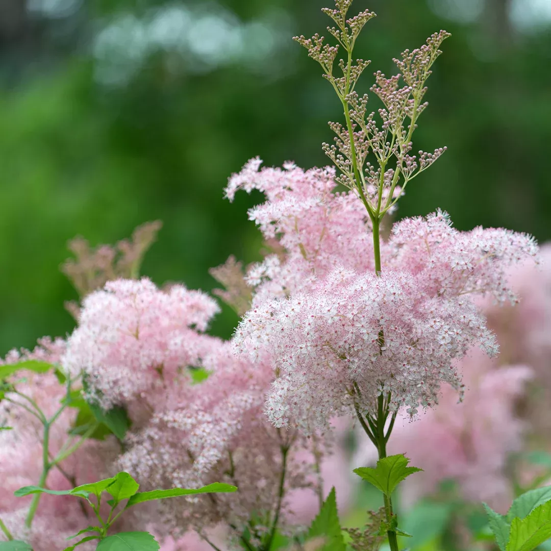 Filipendula 'Elegans'
