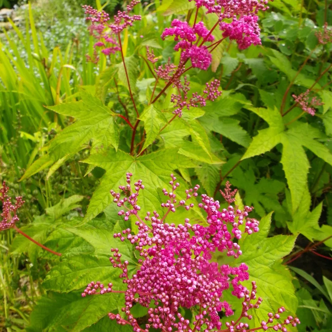 Filipendula 'Kahome'