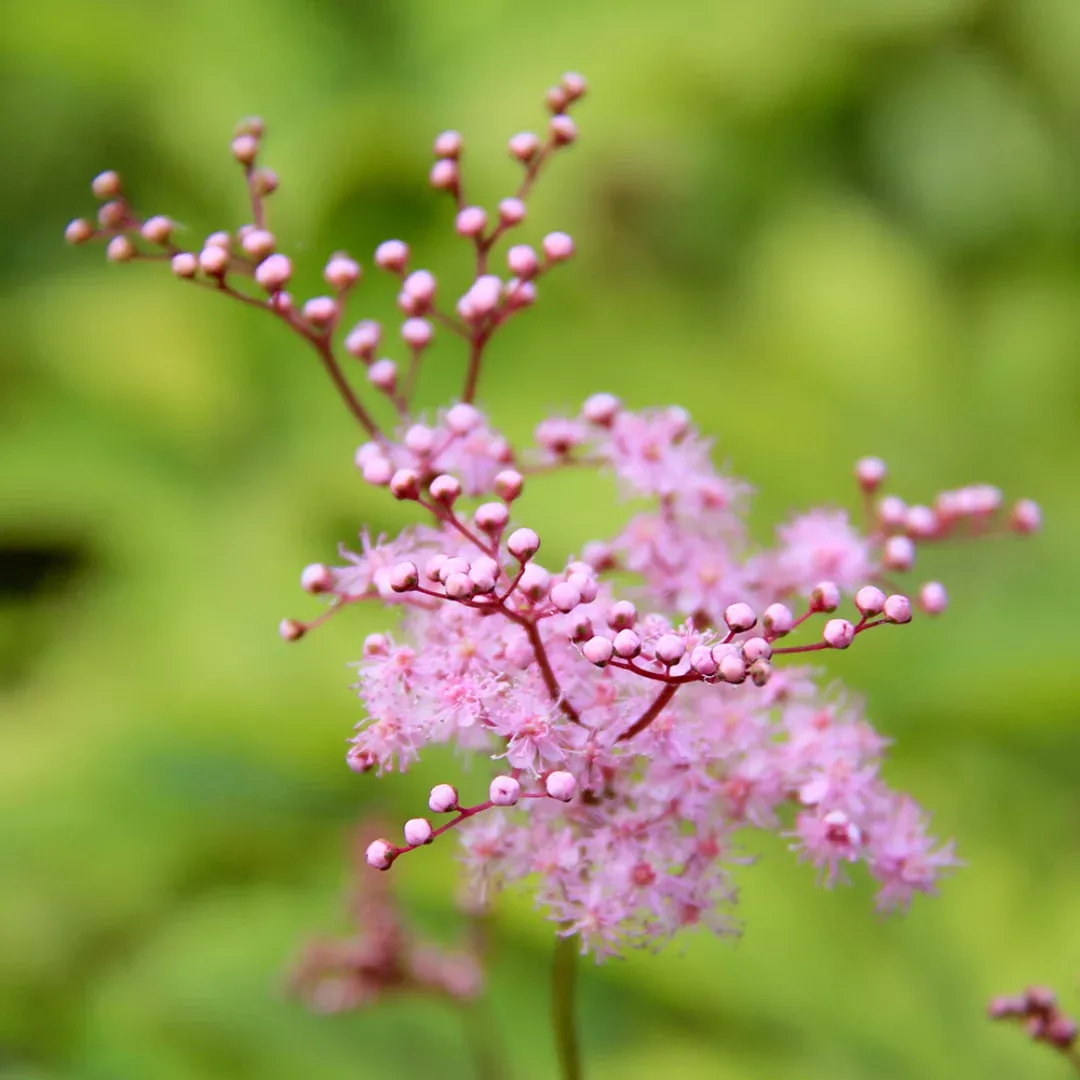 Filipendula 'Red Umbrellas'