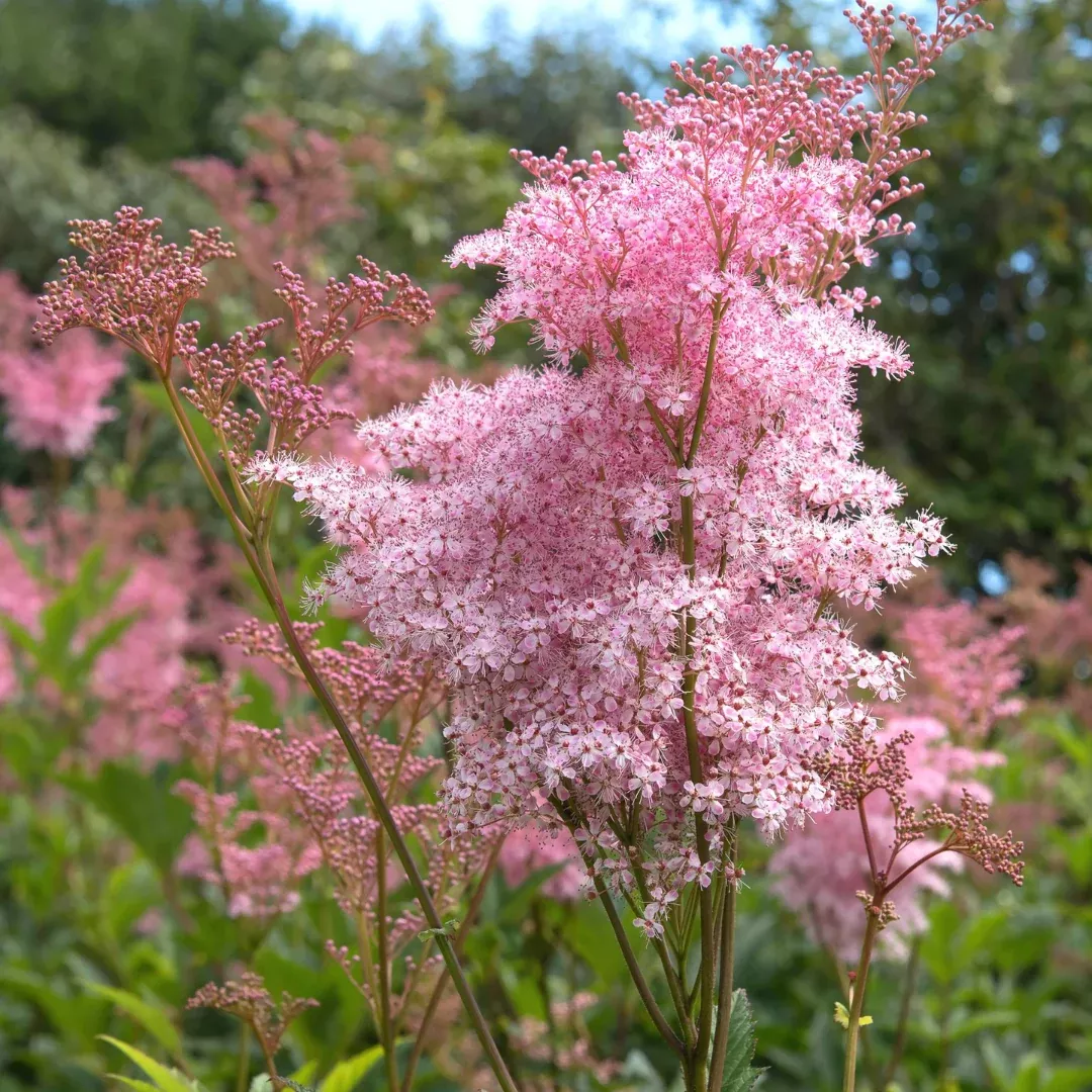 Filipendula 'Venusta'