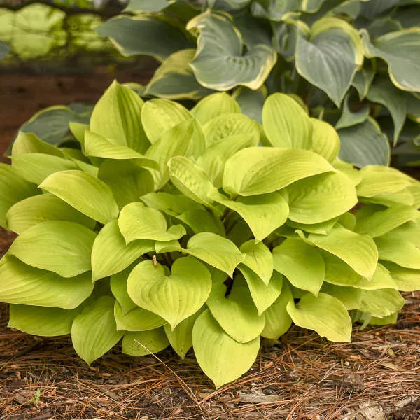 ‘Fire Island’ Hosta