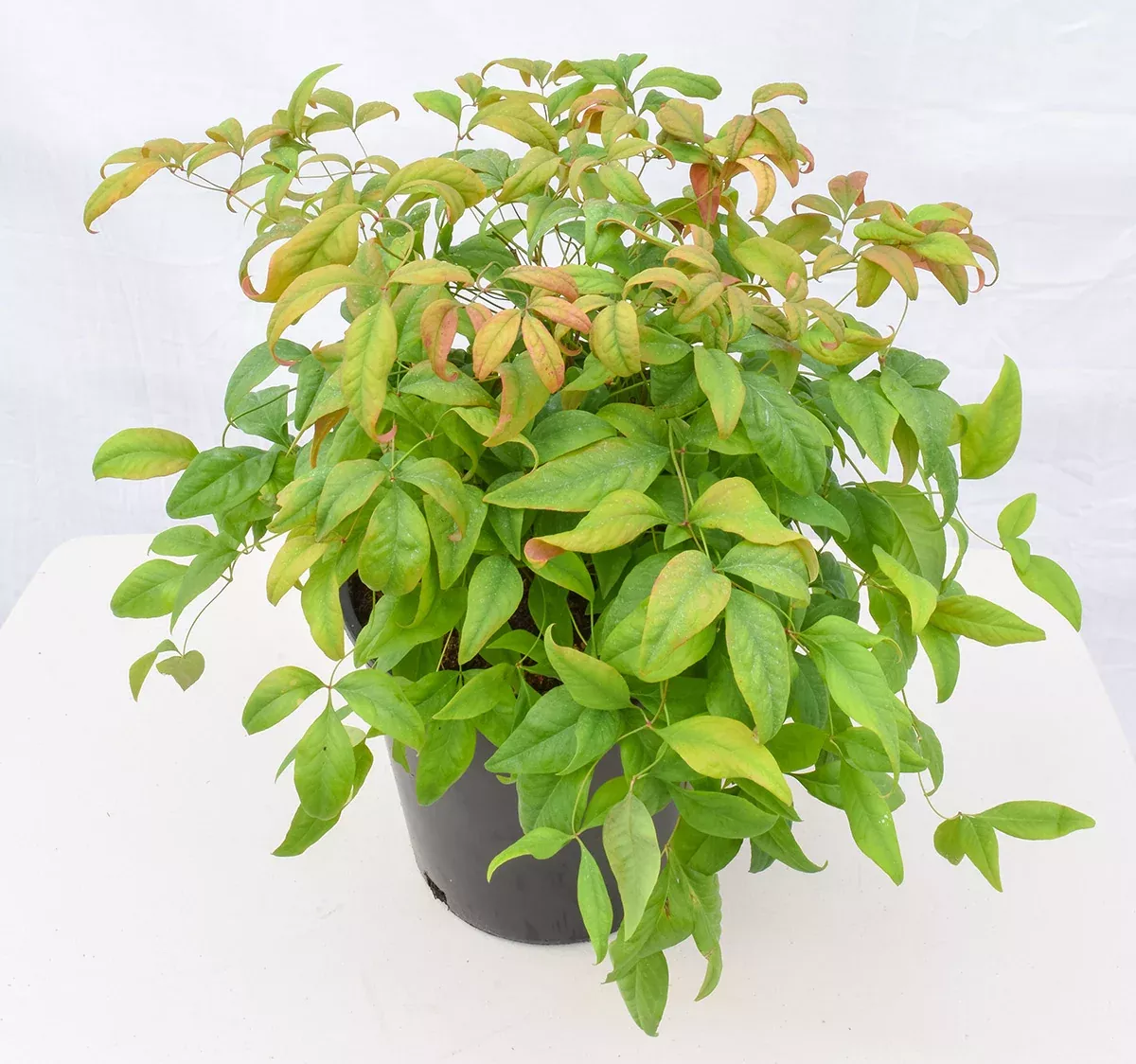 Fire Power Heavenly Bamboo