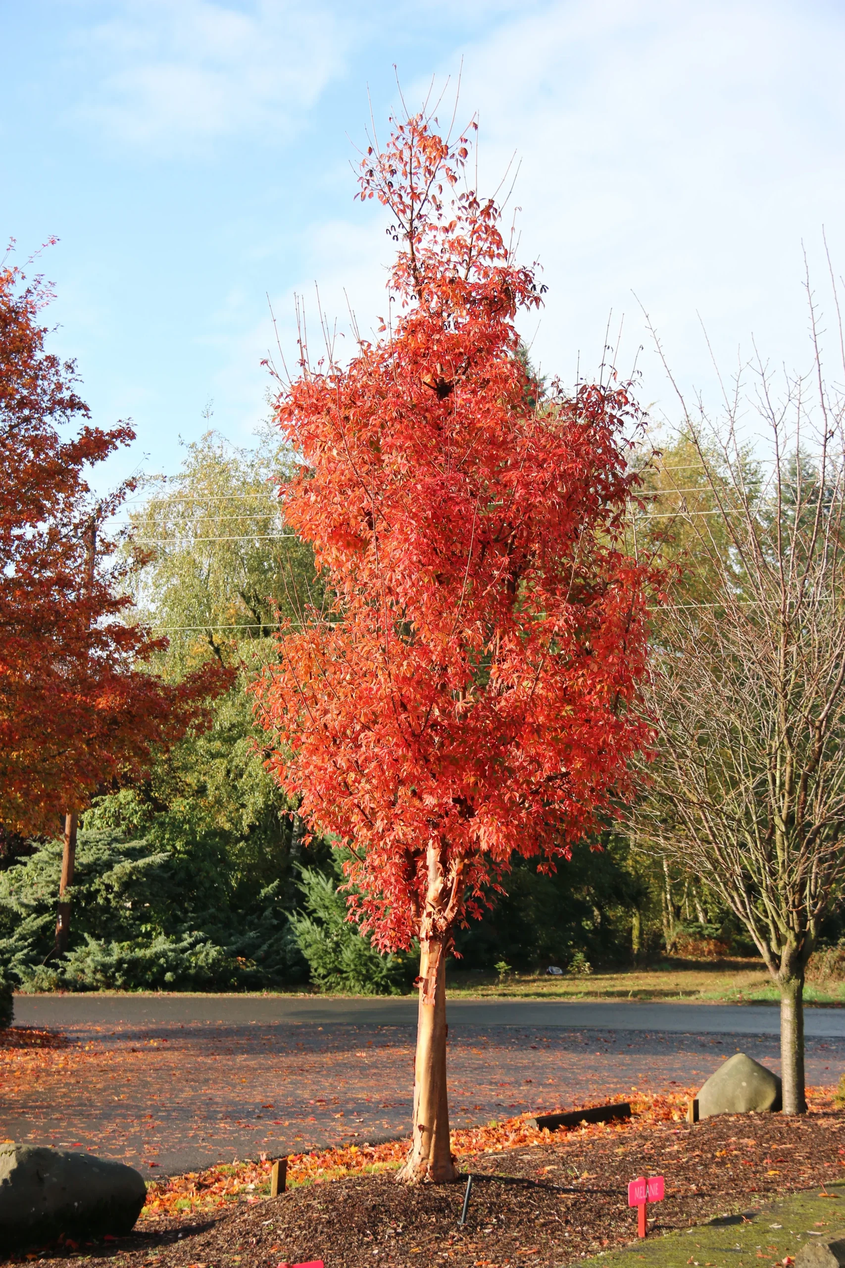 Fireburst™ Paperbark Maple