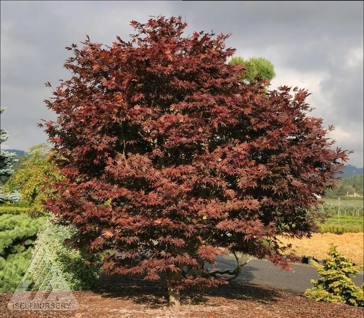 Fireglow Japanese Maple