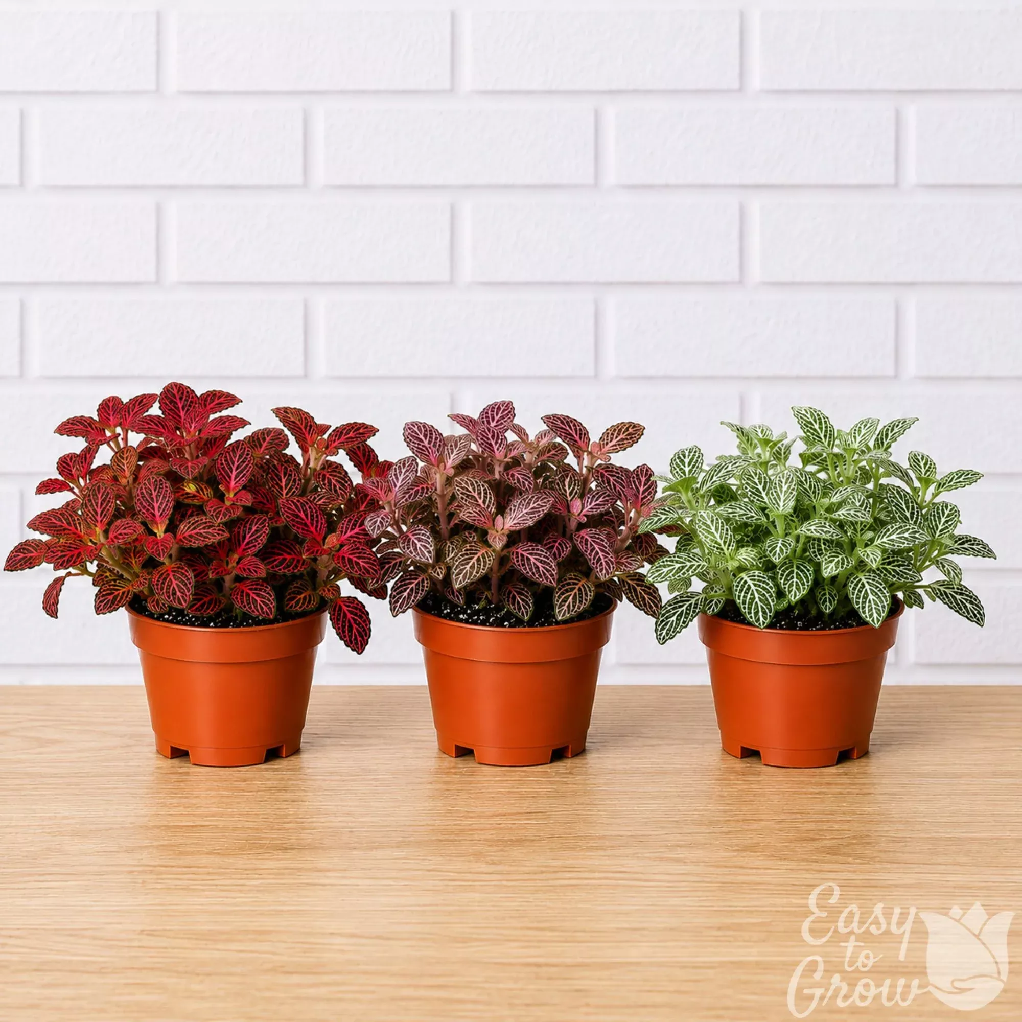 Fittonia Nerve Plant Potted Houseplant