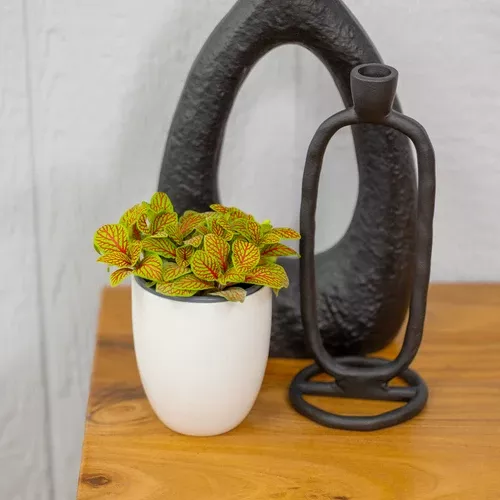 Fittonia Primetime
