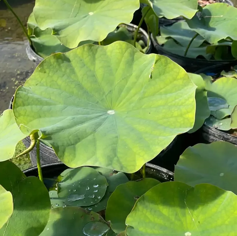Flame Clouds - Lotus