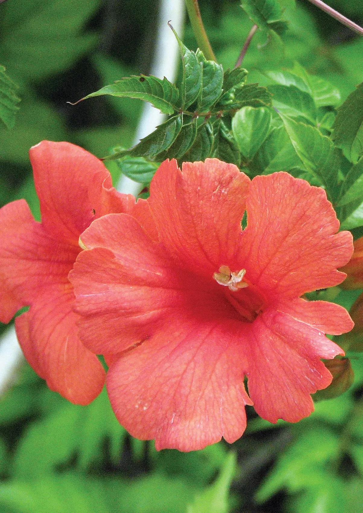 Flamenco Trumpet Vine