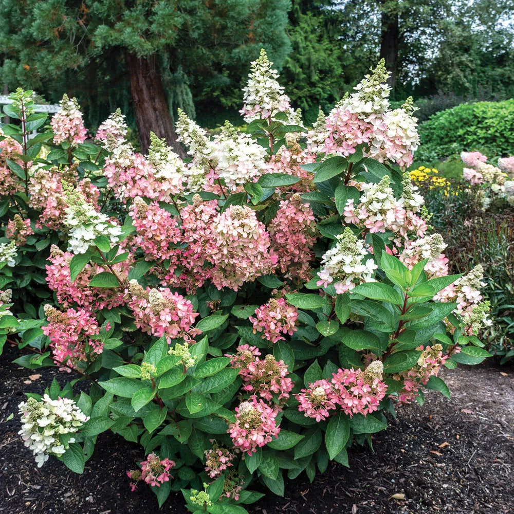 ‘Flare’™ Panicle Hydrangea