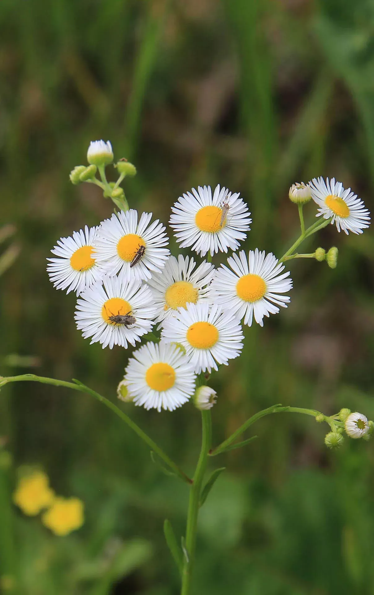 Fleabane Daisy Plant
