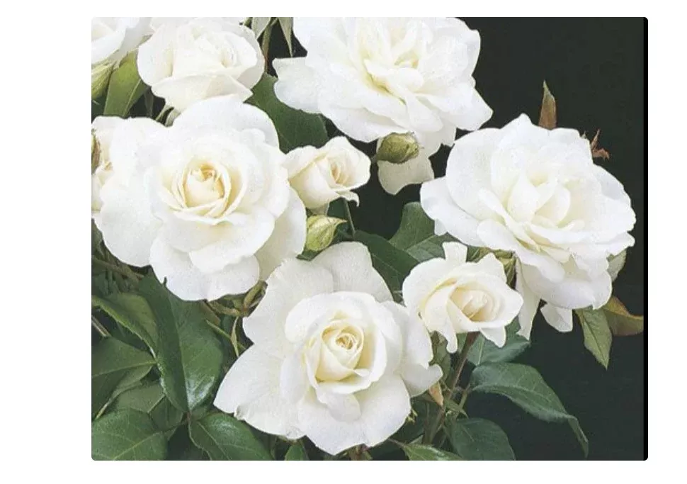 Floribunda - Iceberg Rose