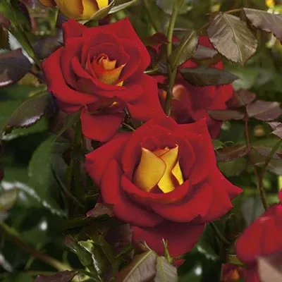 Floribunda - Ketchup & Mustard Rose