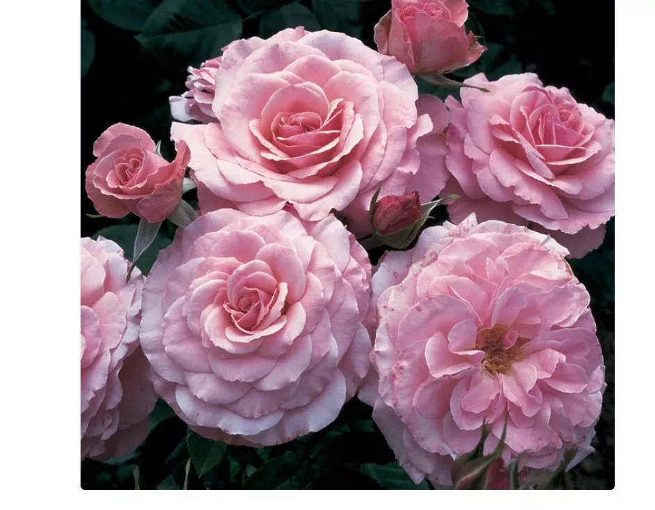 Floribunda - Sexy Rexy Rose