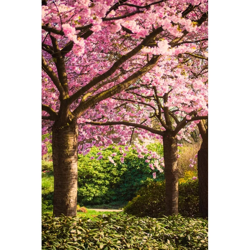 Flowering Trees Package - 6 Trees Chosen Perfectly For Your Zone