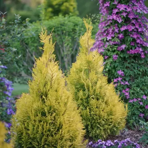 'Fluffy' Western Arborvitae