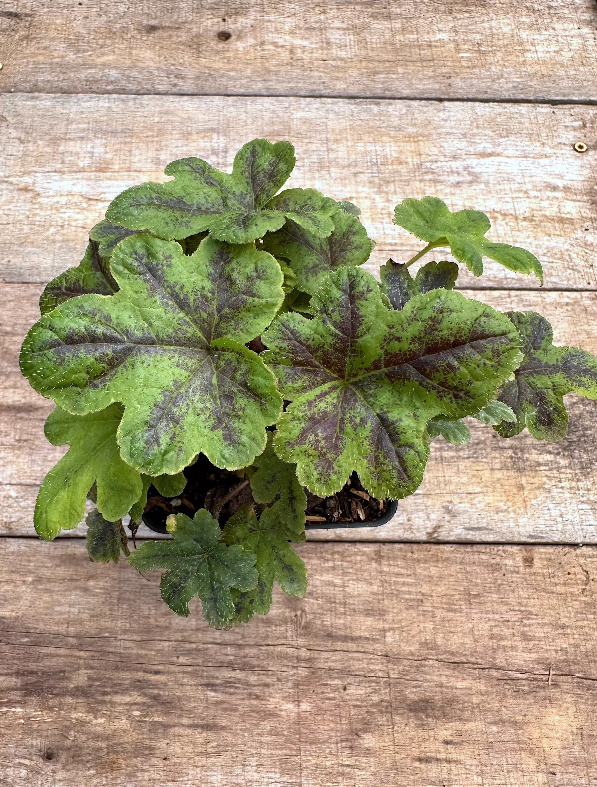 Foamflower, 'New Moon Motley'