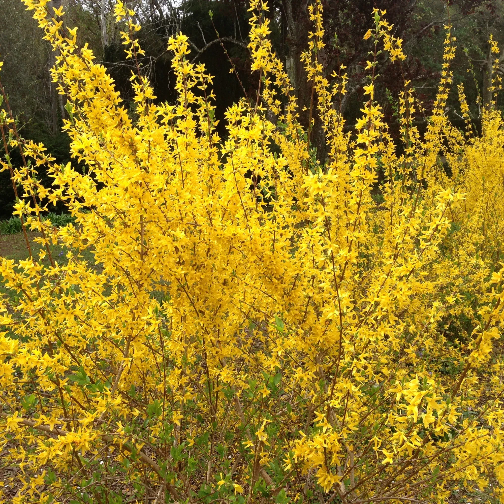 Forsythia First Editions Spring Fling
