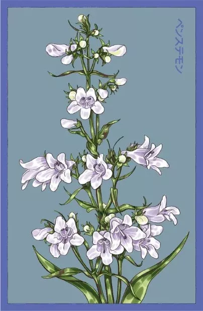 Foxglove Beard Tongue Flower Seeds Packet
