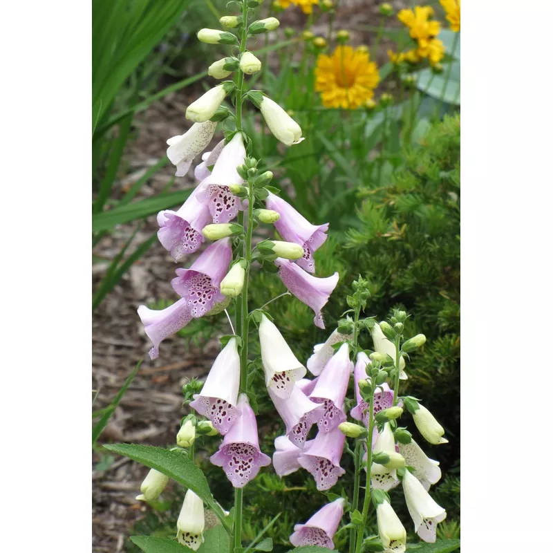 Foxglove 'Foxy'