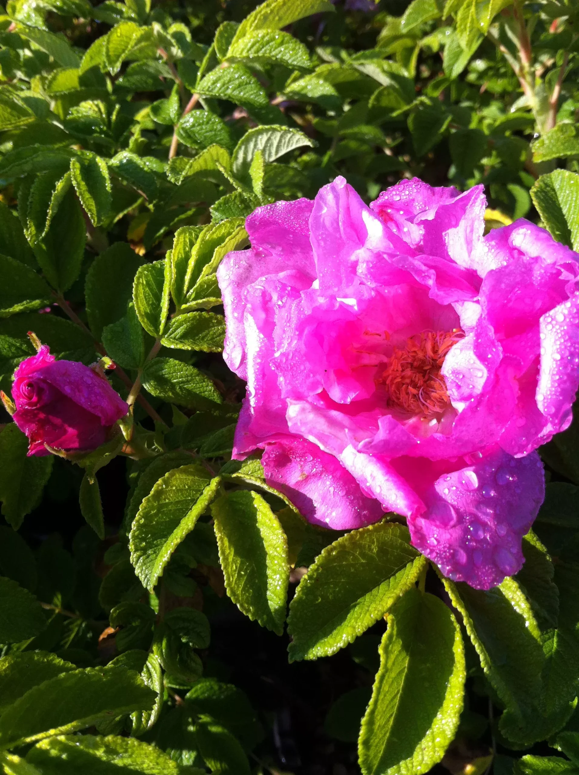 Foxi Pavement Rose