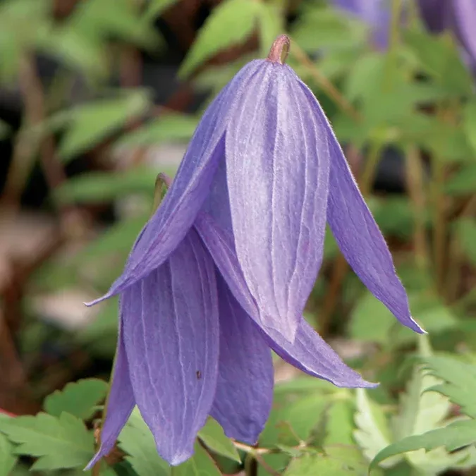 Frances Rivis Clematis