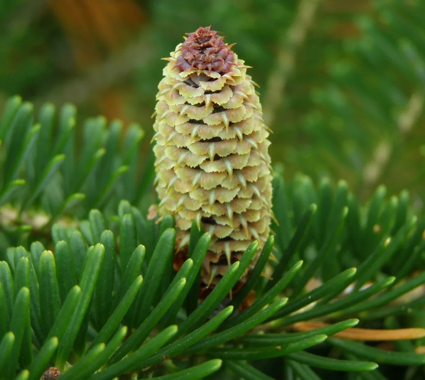 Fraser Fir